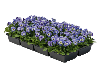 Viola
cornuta F₁
Admire®
Marina