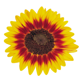 Helianthus annuus Ring of Fire 
