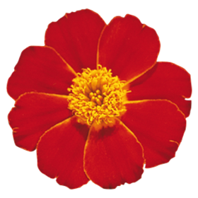 Tagetes patula Disco Red