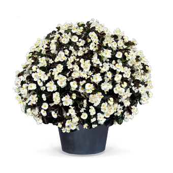 Begonia
             
                        x benariensis F₁
             
                        BIG®
             
                        White Bronze Leaf