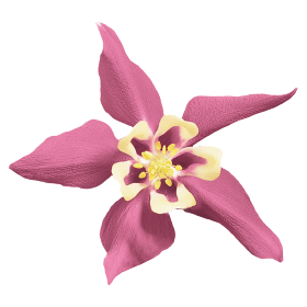 Aquilegia hybrida F₁ Spring Magic® Rose &amp; Ivory