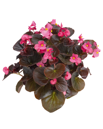 
                        Begonia
             
                        semperflorens F₁
             
                        Cocktail®
             
                        Tequila
            