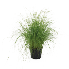 Nassella tenuissima Pony Tails 
