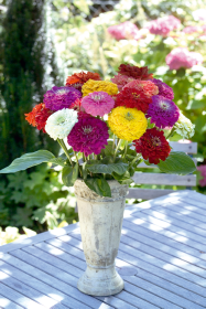 Zinnia elegans Benary&#039;s Giant 