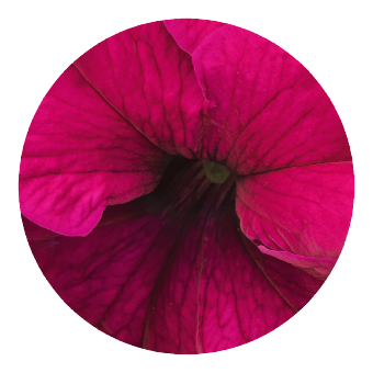 
                        Petunia
             
                        x hybrida grandiflora F₁
             
                        SUCCESS! 360°
             
                        Burgundy
            