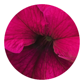 Petunia
x hybrida grandiflora F₁
SUCCESS! 360°
Burgundy