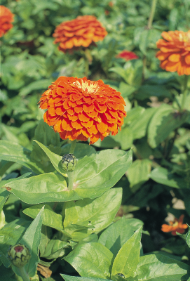Zinnia
elegans
Benary's Giant
Orange
