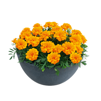 
                        Tagetes
             
                        patula
             
                        Super Hero™
             
                        Orange
            