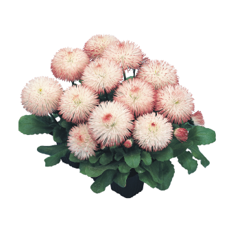 Bellis
             
                        perennis
             
                        Habanera®
             
                        Rose