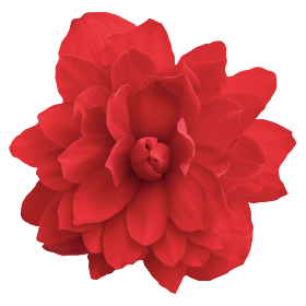 Illumination® Scarlet