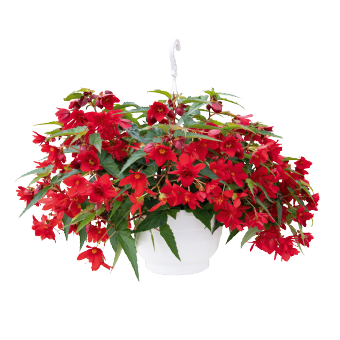 
                        Begonia
             
                        x hybrida F₁
             
                        Funky®
             
                        Red
            