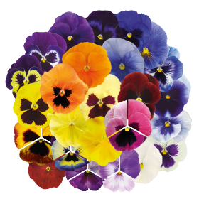 Viola wittrockiana F₁ Inspire® Plus