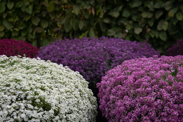 Lobularia
             
                        maritima
             
                        Wonderland®
             
                        Mix