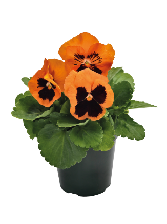 
                        Viola
             
                        wittrockiana F₁
             
                        Inspire® Plus
             
                        Orange Blotch
            