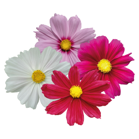 Cosmos bipinnatus Casanova 