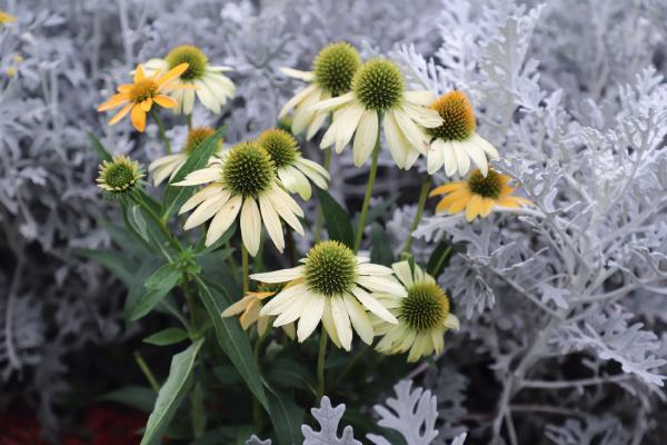 
                        Echinacea
             
                        purpurea
             
                        PollyNation™
             
                        White
            