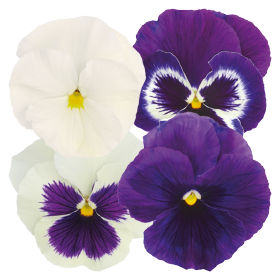 pansy inspire mix