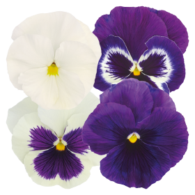   Inspire® Plus Blueberry Pie Mix