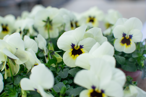 
                        Viola
             
                        cornuta F₁
             
                        Admire®
             
                        Ivory Blotch
            