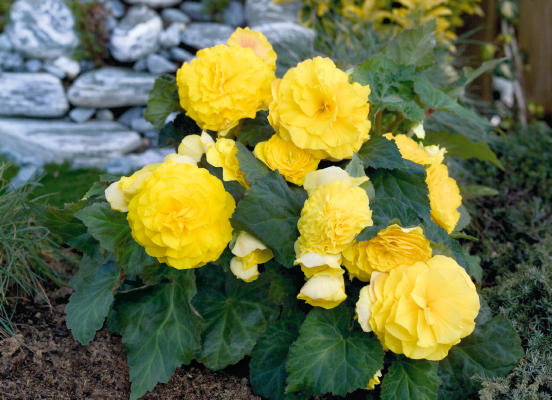 Begonia
tuberhybrida F₁
Primary
Yellow