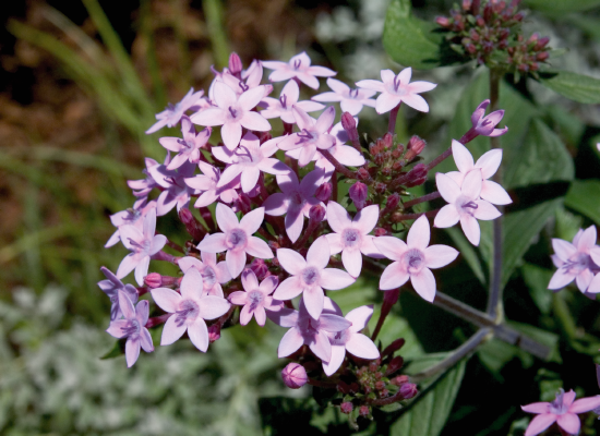 
                        Pentas
             
                        lanceolata F₁
             
                        Northern Lights®
            