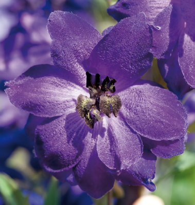 
                        Delphinium
             
                        hybrida
             
                        Benary's Pacific
             
                        Black Knight
            