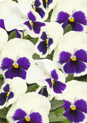 
                        Viola
             
                        wittrockiana F₁
             
                        Inspire® Plus
             
                        White Blotch
            