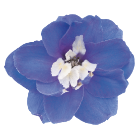   Magic Fountains Mid Blue White Bee