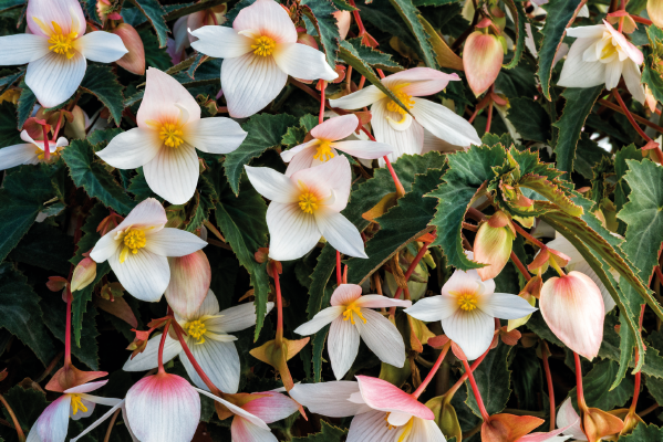 
                        Begonia
             
                        x hybrida F₁
             
                        Funky®
             
                        White
            