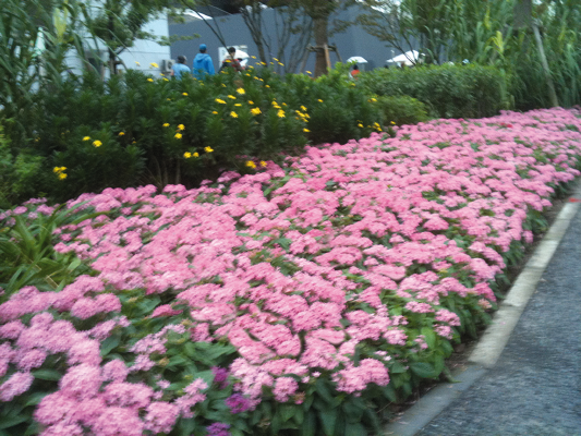 
                        Pentas
             
                        lanceolata F₁
             
                        Kaleidoscope
             
                        Pink
            