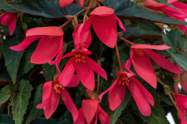 
                        Begonia
             
                        boliviensis F₁
             
                        Groovy
             
                        Rose
            