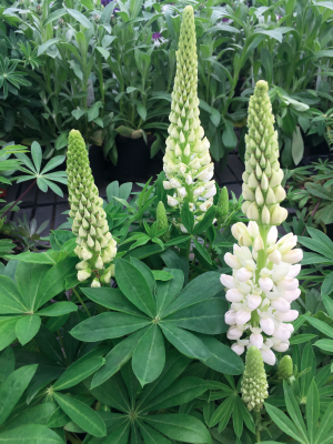 
                        Lupinus
             
                        polyphyllus
             
                        Lupini
             
                        White
            