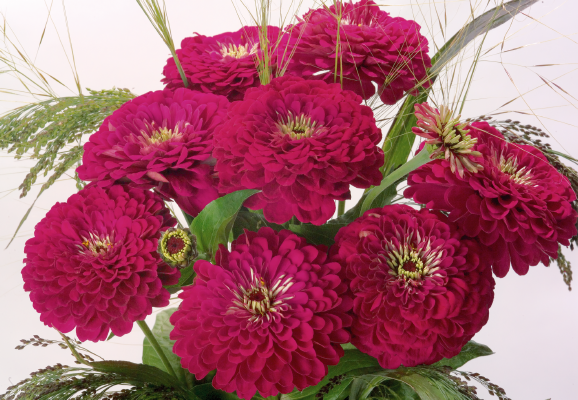 
                        Zinnia
             
                        elegans
             
                        Benarys Riesen
             
                        Wine
            