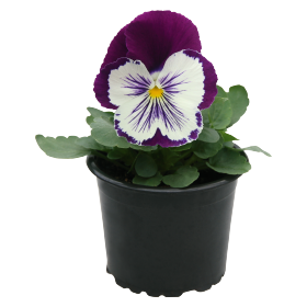   Cats® Plus Purple &amp; White