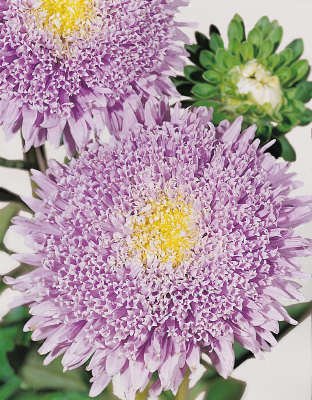 Callistephus
             
                        chinensis
             
                        Benary's Princess
             
                        Light Blue