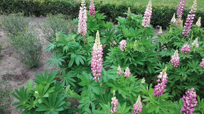 
                        Lupinus
             
                        polyphyllus
             
                        Lupini
             
                        Pink Shades
            