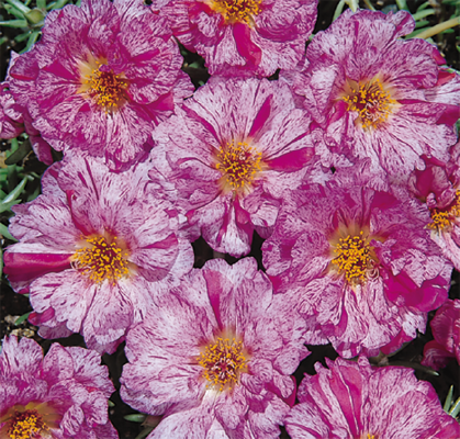 
                        Portulaca
             
                        grandiflora F₁
             
                        Sundial
             
                        Peppermint
            