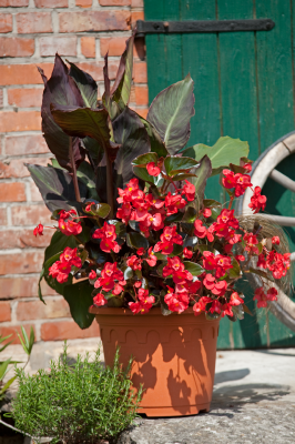 Begonia
x benariensis F₁
BIG
Red Bronze Leaf