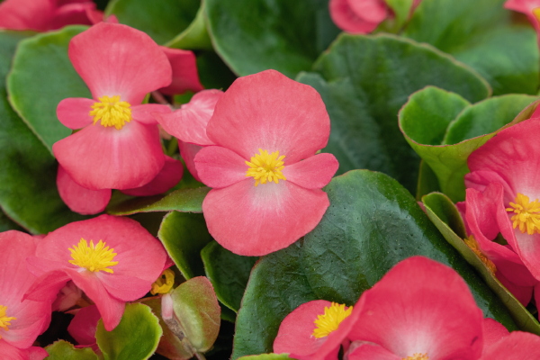 
                        Begonia
             
                        semperflorens F₁
             
                        Super Cool
             
                        Lipstick
            