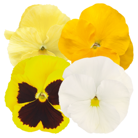 Inspire® Plus Limoncello Mix