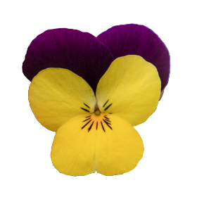 Viola cornuta F₁ Admire® Jolly® Face | Benary Viola cornuta F₁ Admire® Jolly® Face | Benary