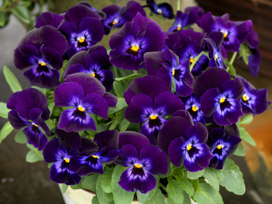 Viola
cornuta F₁
Admire®
Denim