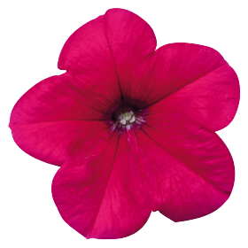   Celebrity Rose