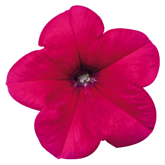 
                        Petunia
             
                        x hybrida F₁
             
                        Celebrity
             
                        Rose
            