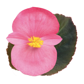 BIG® Rose Bronze Leaf