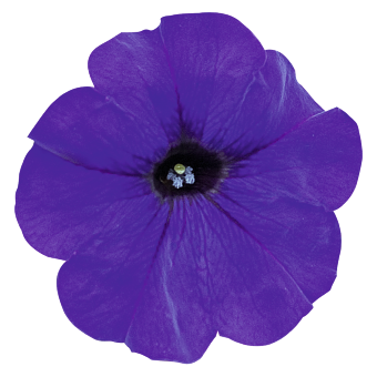 
                        Petunia
             
                        x hybrida F₁
             
                        SUCCESS!® TR
             
                        Blue
            