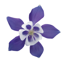   Spring Magic® Blue &amp; White