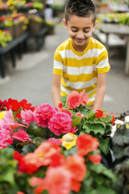 Begonia
tuberhybrida F₁
Nonstop®
Deep Salmon