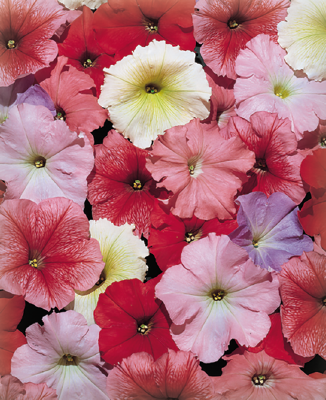 Petunia
x hybrida multiflora F₁
Celebrity
Desert Sky Mix