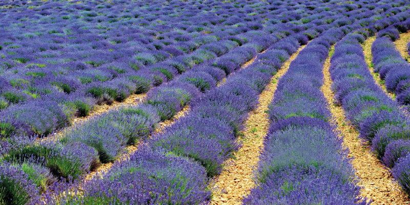 
                        Lavandula
             
                        angustifolia
             
                        Vicenza
            